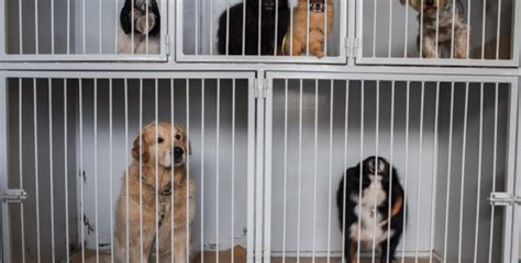 keller animal shelter adoption.